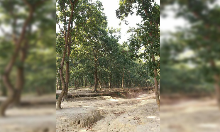 Efforts underway to build greener, sustainable Barind region