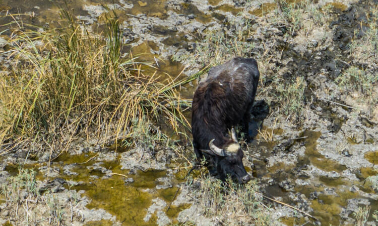 'The marshes are dead': Iraqi buffalo herders wander in search of water