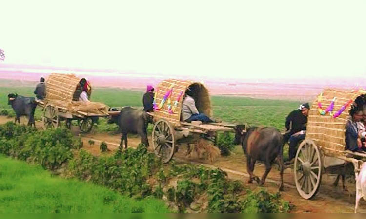 Traditional bullock carts now rare in rural area due to mechanization 