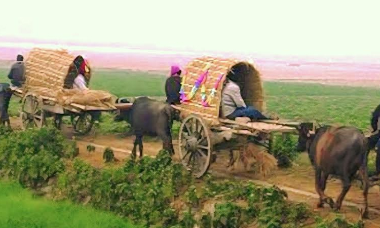 Echoes of a vanishing tradition: Buffalo cart's fading footprint in Lalmonirhat