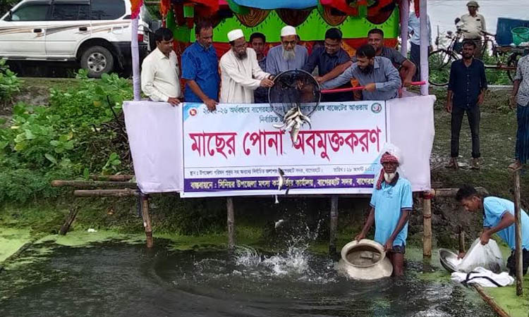Fish fries released in Badokhali Beel and 21 ponds in Bagerhat 