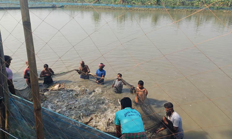 Monir Molla achieves self-reliance through cluster fish farming in Khulna
