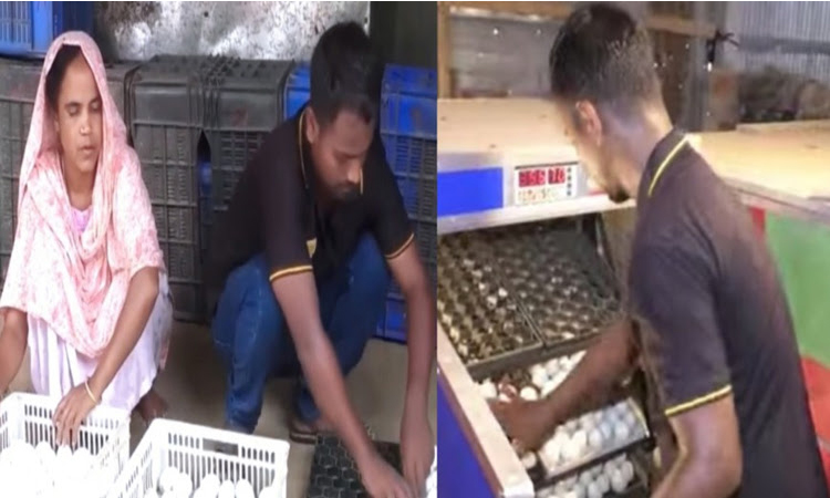 Young entrepreneur earns Tk 3 lakh monthly by hatching ducklings in incubator 