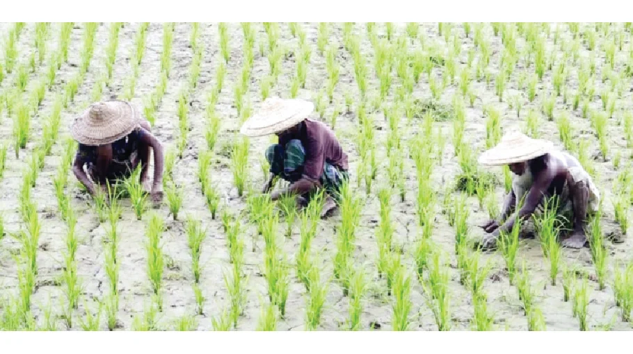 Farmers busy cultivating Aman paddy in Bogura 