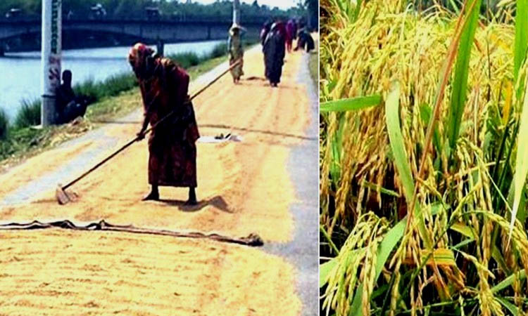 Rangpur farmers produce 1,84,603 tonnes of clean Aush rice