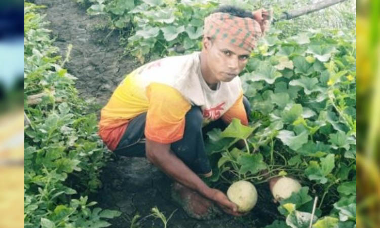 Arabian 'Rock Melon' cultivation gains momentum in Khulna