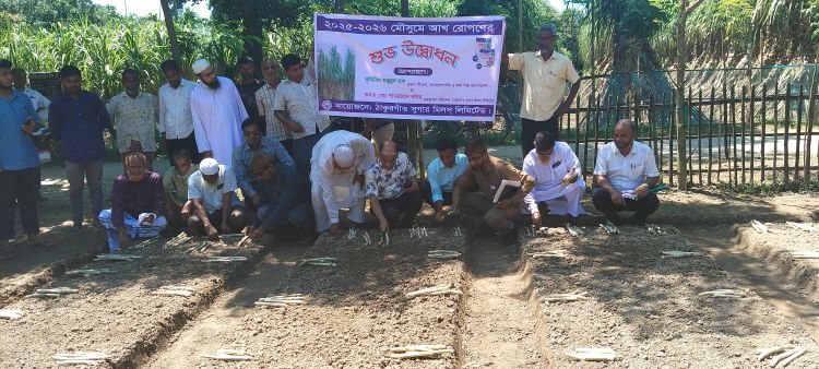 Sugarcane Plantation Inaugurated in Thakurgaon Sugar Mills
