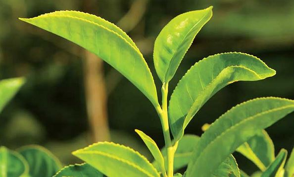 Weekly tea auction experiences moderate to strong demand