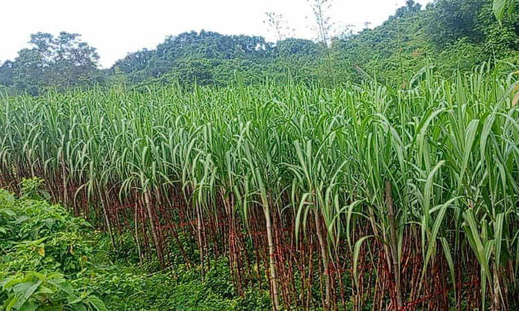 Marginal farmers achieve success in sugarcane cultivation in Rangamati 