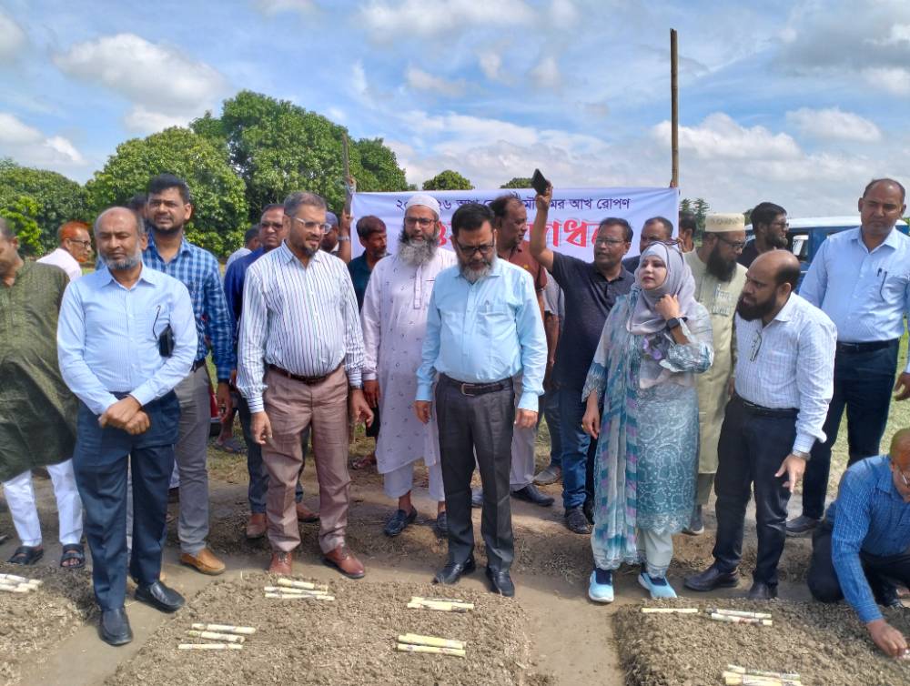 Sugarcane plantation programme inaugurated in Jhenaidah