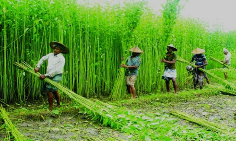 Jute harvesting completed in Khulna agro zone