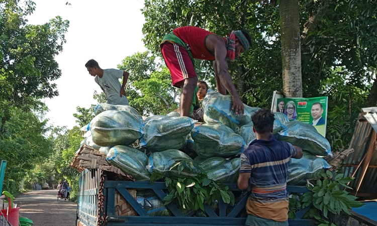Watermelons from Dumuria to hit Srimangal market