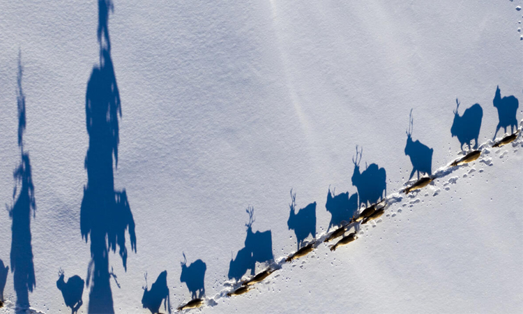 Sweden's Sami fear for future amid rare earth mining plans