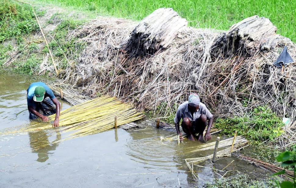 Farmers produce 6,60,921 bales of jute in Rangpur region