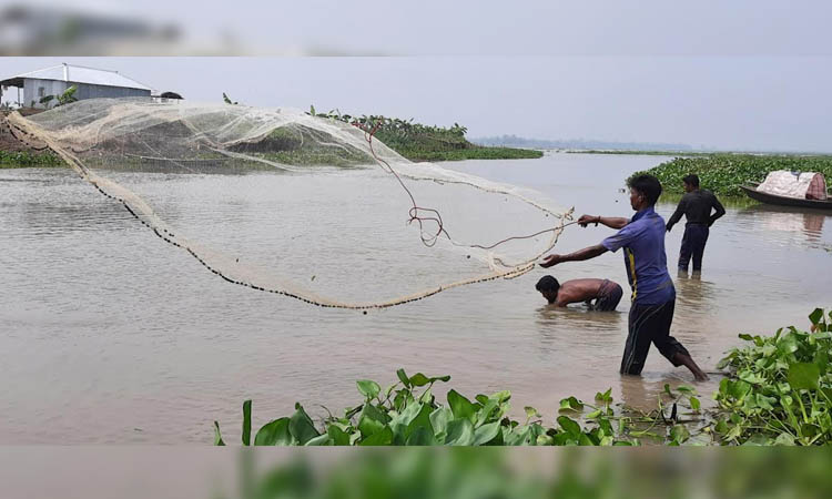 Fish production in Chalan Beel on rise