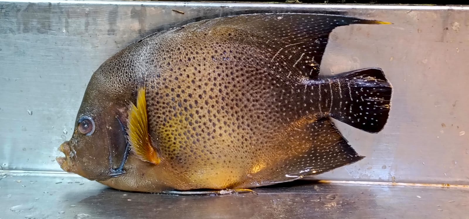 Rare 'Guinean angelfish' caught in Kuakata