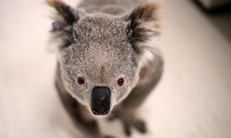 Australia approves chlamydia vaccine for koalas