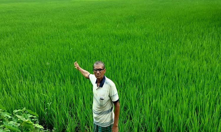 Farmers exceed Aman rice farming target in Rangpur region