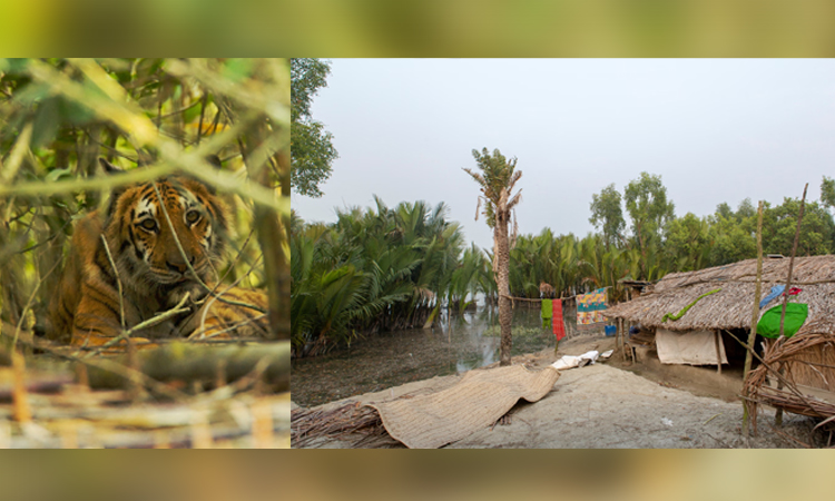 Plight of little-known 'Tiger Widows' of the Sundarbans