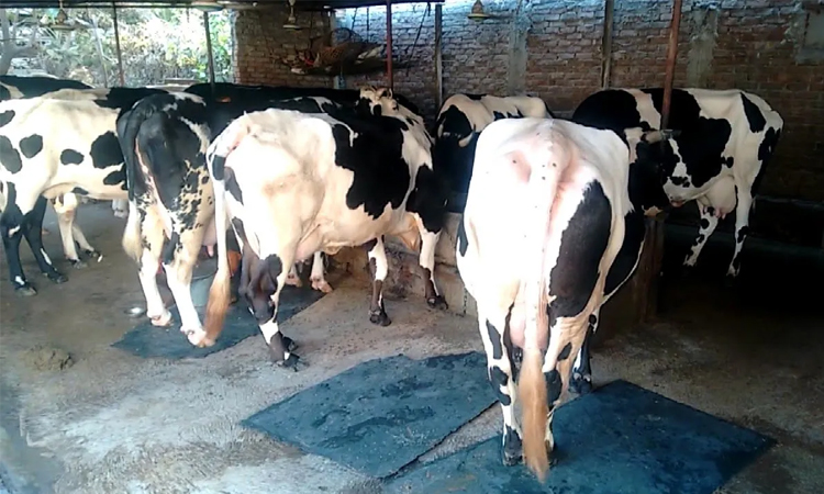 Loji Begum defeats poverty, grips self-reliance with dairy farm 