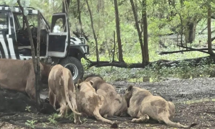 Scrutiny on Thai zoo grows after lion attack