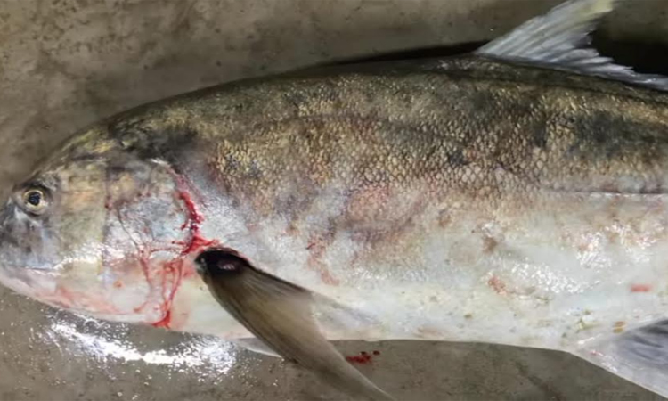 Rare 30-kg trevally fish netted in Bay of Bengal