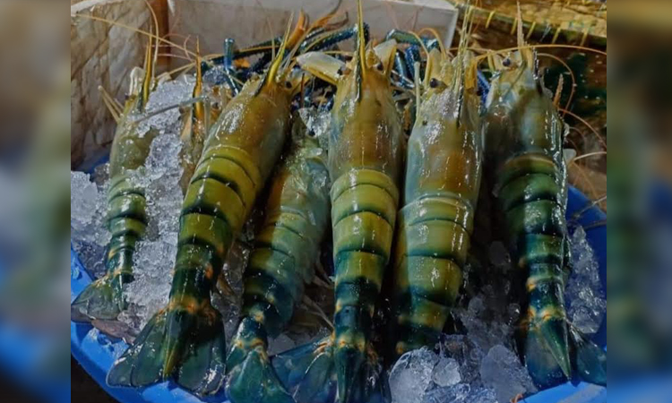 Khulna's shrimp industry bounces back with rising exports