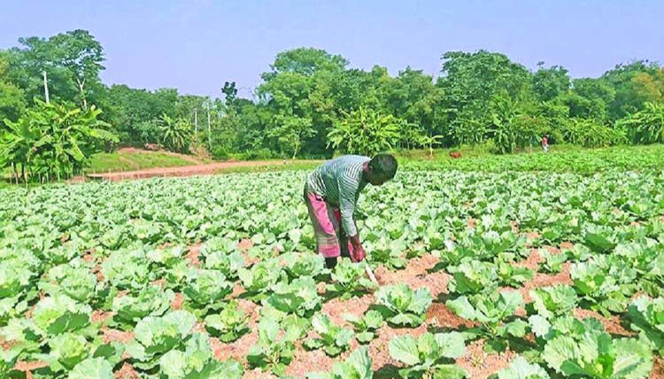 Dinajpur farmers busy cultivating early winter vegetables