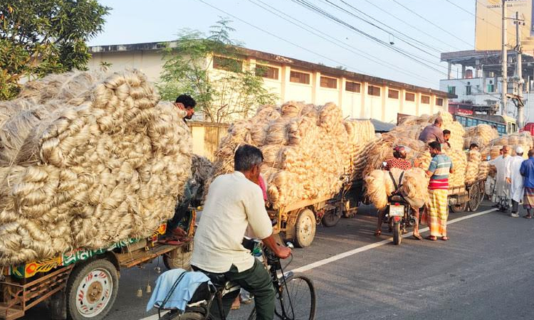 Brisk trade, better price delight Rajshahi jute farmers