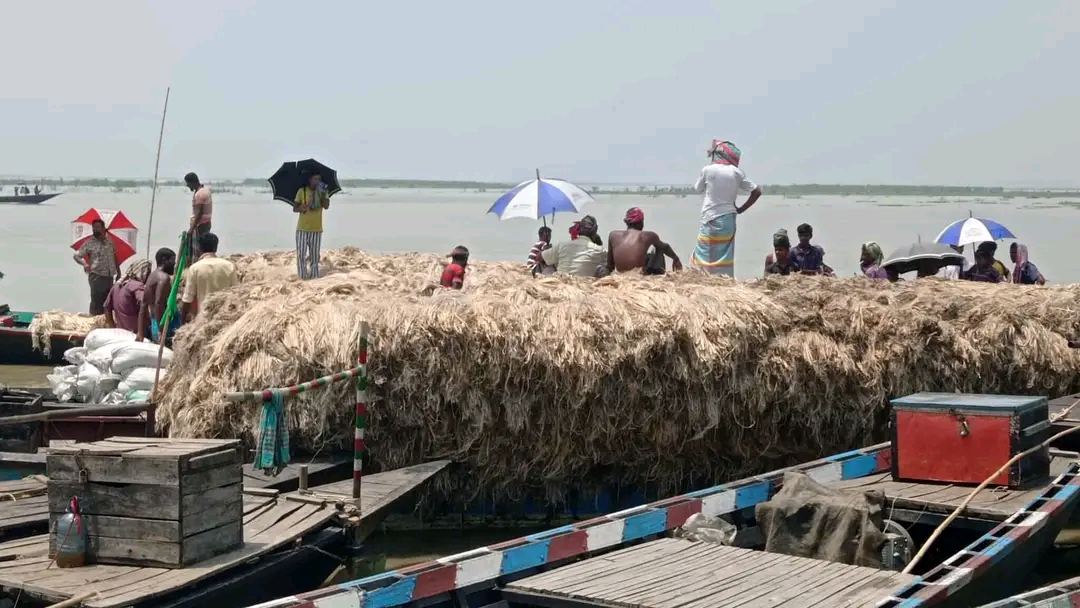 Floating jute market gains momentum in Sirajganj