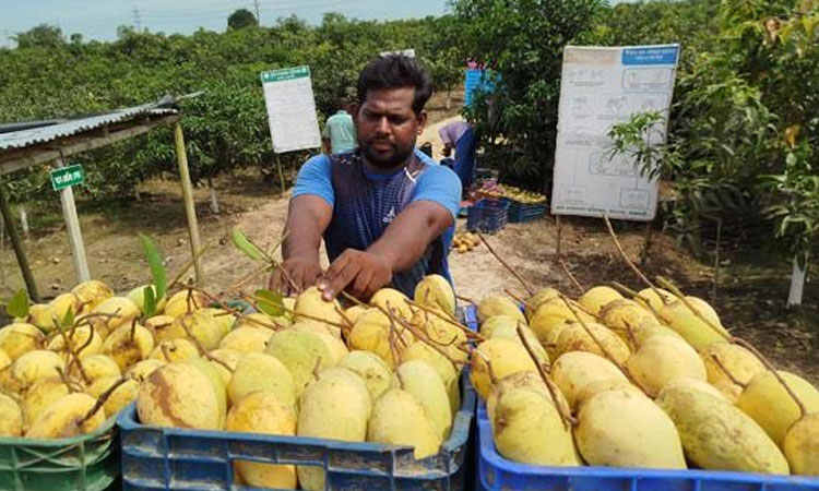 Katimon mango farming vibrates local economy in Rajshahi