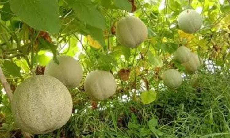 Commercial cultivation of desert fruit 'Sammam' begins in Khulna