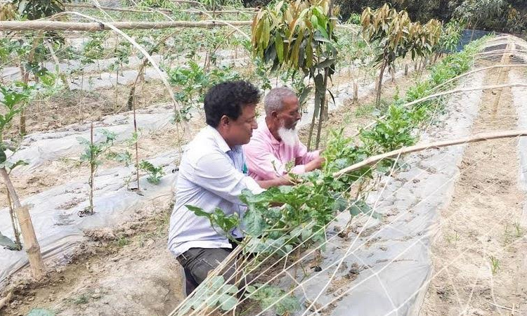 Modern farming promotes cost-effective techniques in Rajshahi