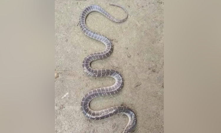 School girl dies from snakebite in Kurigram