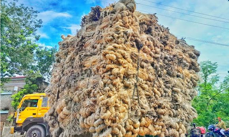 Golden fibre boosts farmers' hopes, prosperity in Faridpur