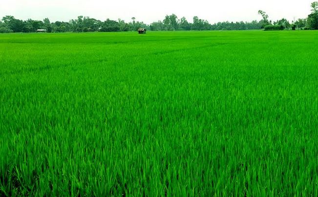 Aman rice plants growing superbly in Rangpur region