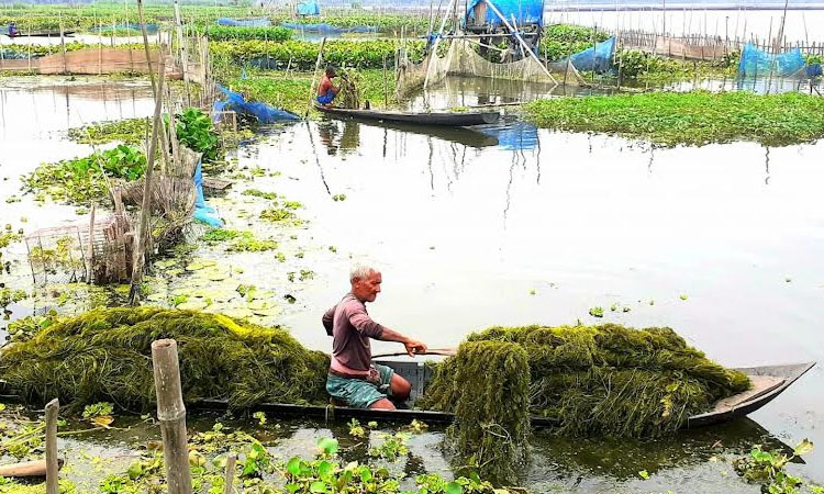 Natural lime moss emerges as key livelihood for over five lakh people in Jashore, Khulna