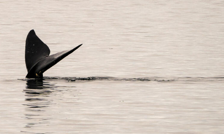 Canada wildlife decline 'most severe' in decades: WWF