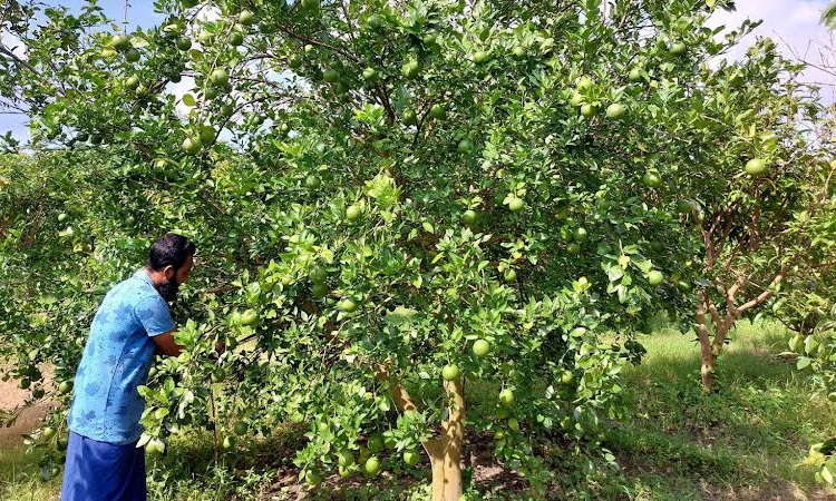 Satisfactory yield makes malta farmers delighted in Rajshahi