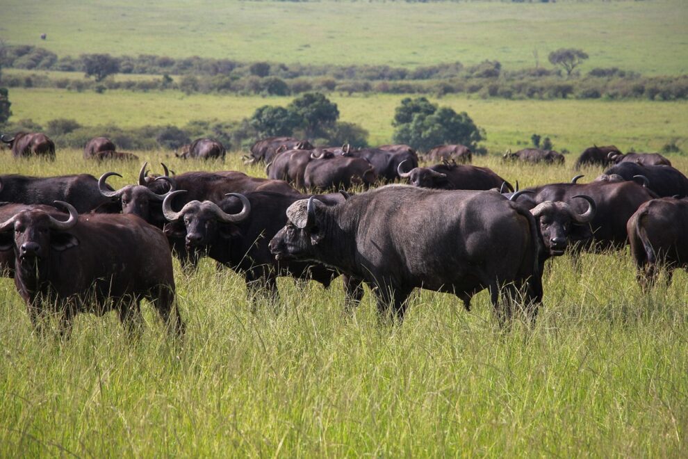 Nearly 100 buffaloes die in Namibia stampede