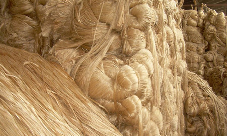 Bumper jute production in Narail
