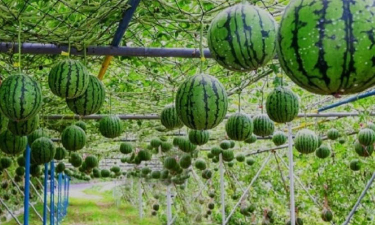 Watermelon farming transforms rural economy in Khulna