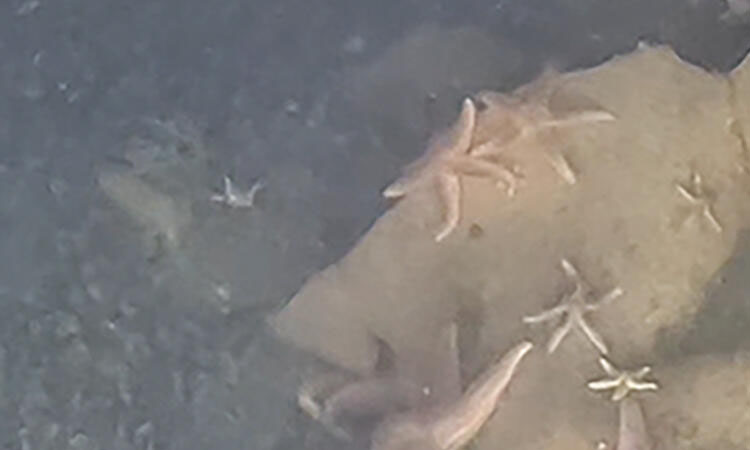 Sea life thriving on unexploded Nazi bombs, sub discovers