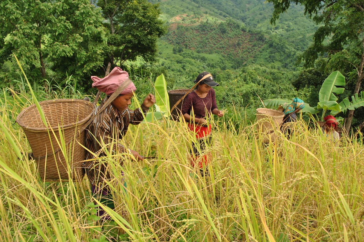 Khagrachhari farmers celebrate record yield of Jhum rice