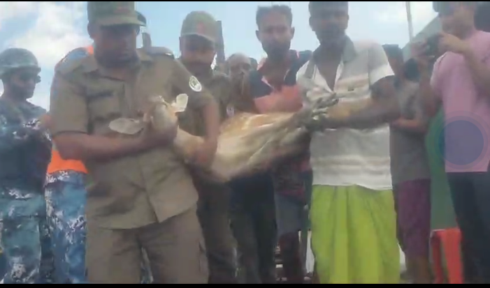 Two deer being chased by tiger rescued in Bagerhat 