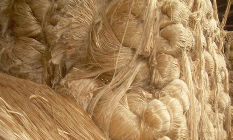 Farmers keen to cultivate jute in Dinajpur