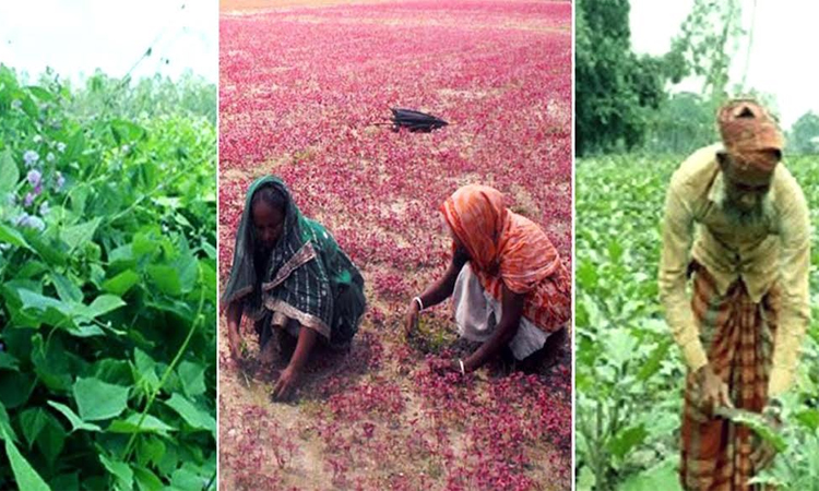 Farmers begin early winter vegetable cultivation in Rangpur