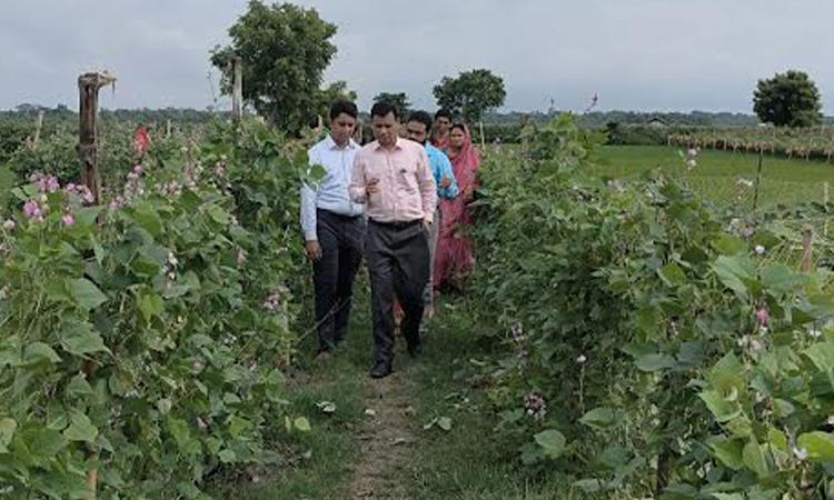 Aklima changes fortune through hyacinth bean farming in Khulna