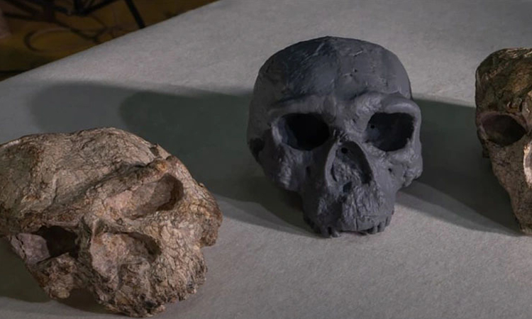 Million-year-old skull could change human evolution timeline