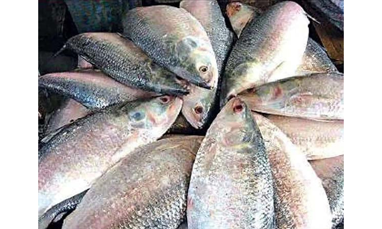 22-day fishing ban in Ctg from Oct 4